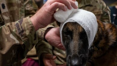 Military Working Dog Bonie’s head is wrapped during a Canine - Tactical Combat Casualty Care training at an undisclosed location in the U.S. Central Command area of responsibility, Dec. 13, 2023. A bandage was applied to Bonie's ear to illustrate the proper technique for creating a comfortable wrap in case of an injury to a dog's ear. The K-9 TCCC training equips healthcare specialists with indispensable knowledge, ensuring the delivery of swift and effective care to MWDs in critical situations when they might sustain injuries during military operations. (U.S. Air Force photo by Senior Airman Sarah Williams)