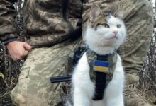 Pet cat named Shayba