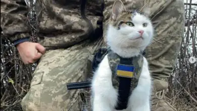 Pet cat named Shayba